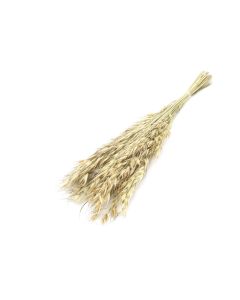 Avena coltivata 100g naturale verde