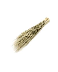 Grano con baffo biondo