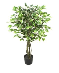 Ficus drvo 120cm