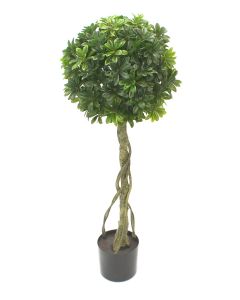 Pittosporum drvo kugla 120cm