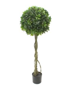 Pittosporum drvo kugla 150cm