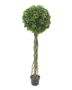 Pittosporum drvo kugla 180cm