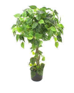 Philodendron drvo 99cm
