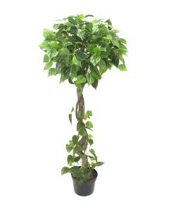 Philodendron drvo 150cm