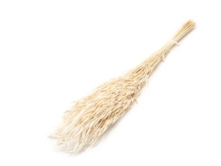 Avena Selvatica 100g bianco