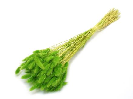 Lagurus 100g
