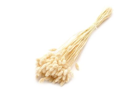 Phalaris 100g bianco