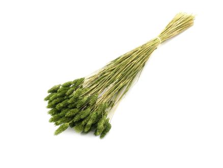 Phalaris 100g verde bosco