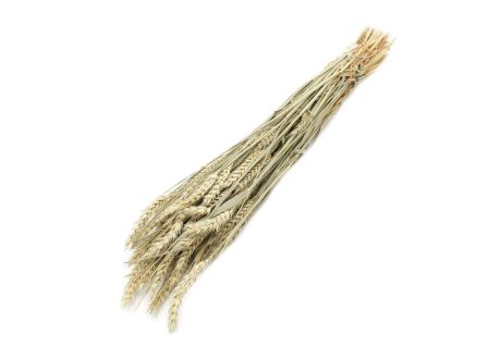 Triticum