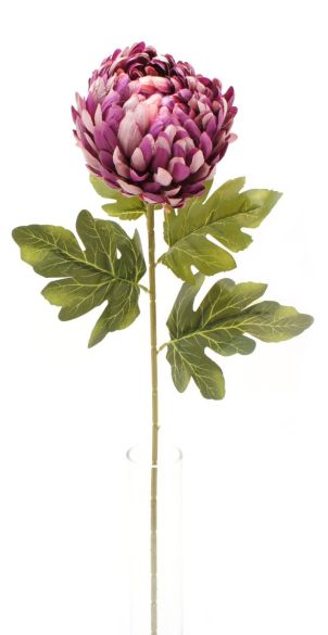 Krizantema grana