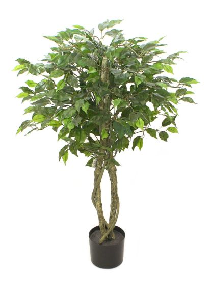 Ficus drvo 120cm