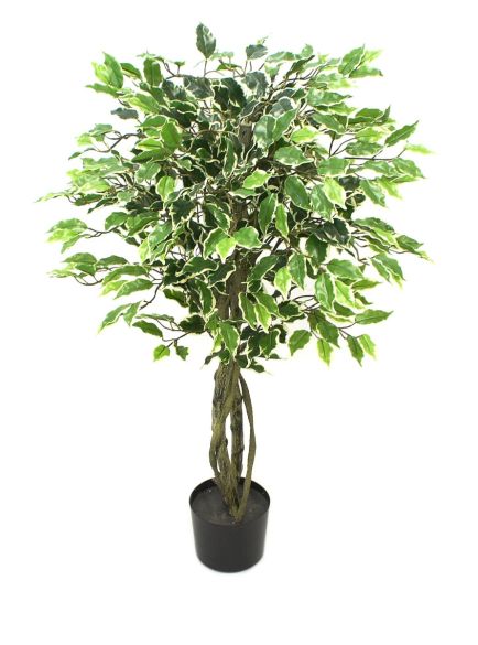 Ficus drvo 120cm