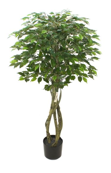 Ficus drvo 150cm