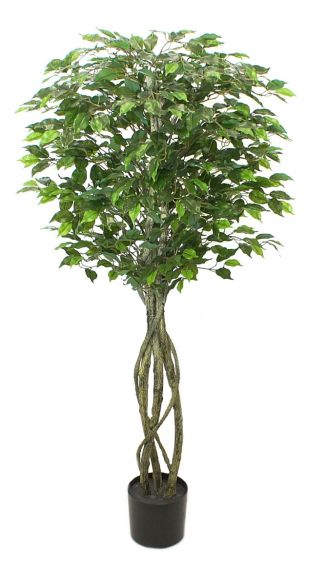 Ficus drvo 165cm