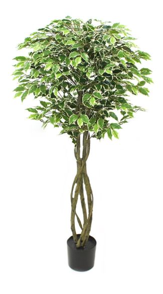 Ficus drvo 165cm