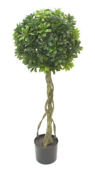 Pittosporum drvo kugla 120cm