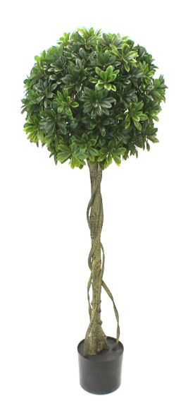 Pittosporum drvo kugla 150cm