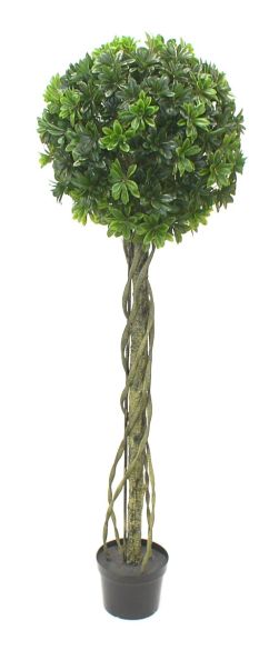 Pittosporum drvo kugla 180cm