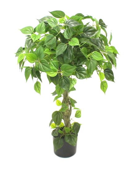 Philodendron drvo 99cm