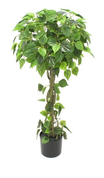 Philodendron drvo 120cm