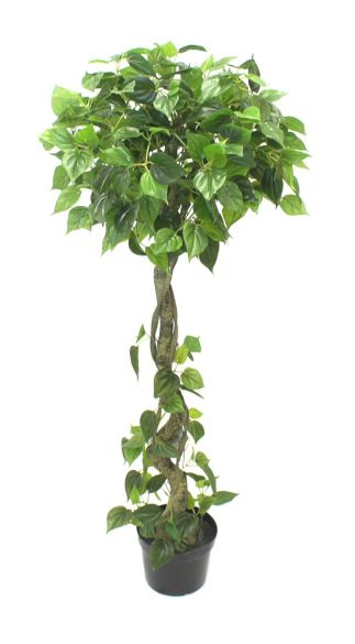 Philodendron drvo 150cm