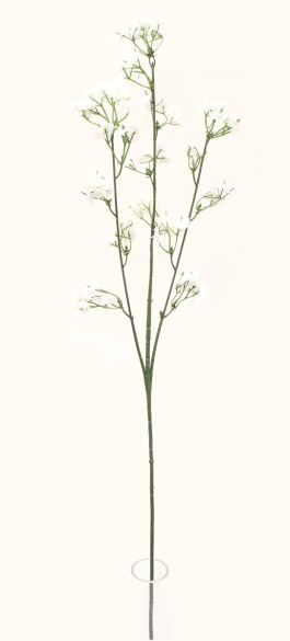 Gipsofila grana