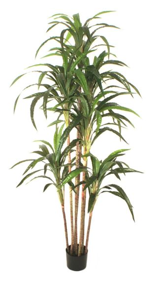Ukrasno drvo 170cm