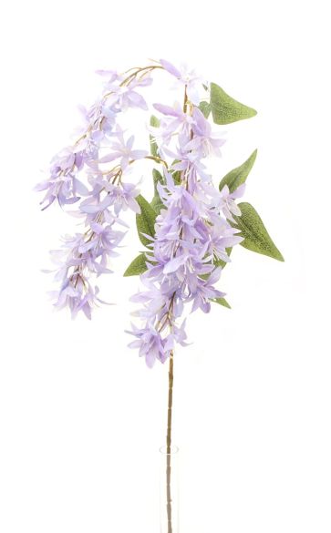 Wisteria grana